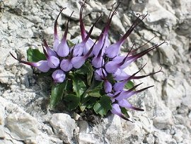 DOLOMITI